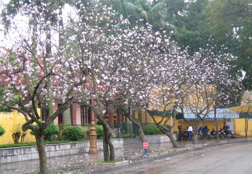 Giảm 20.000 ₫] Cây Giống Hoa Ban Trắng Tây Bắc - Tháng 10/2023 - Beecost