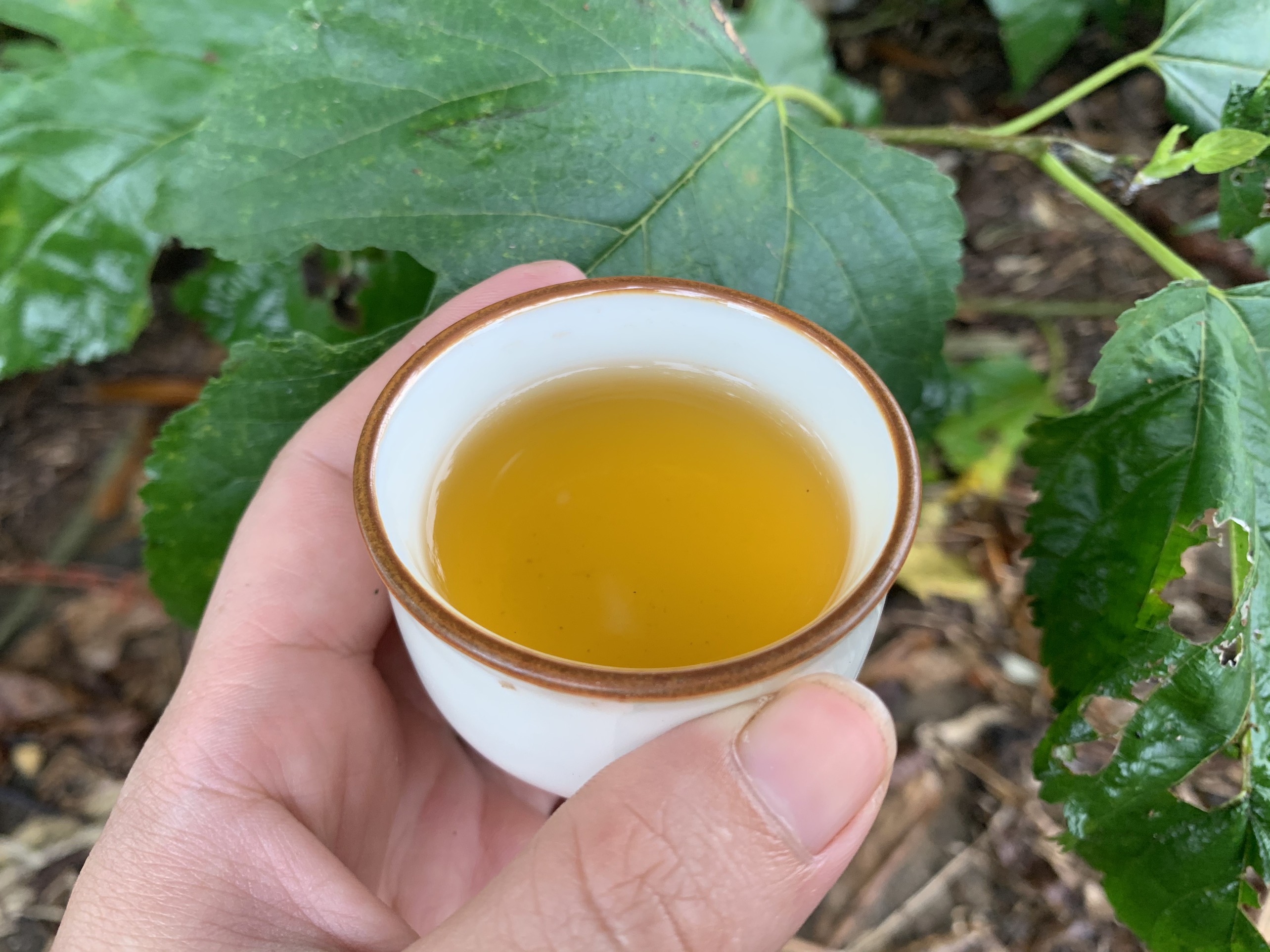 200g chè Shan Tuyết cổ thụ Hà Giang Thảo Nguyên Farmer