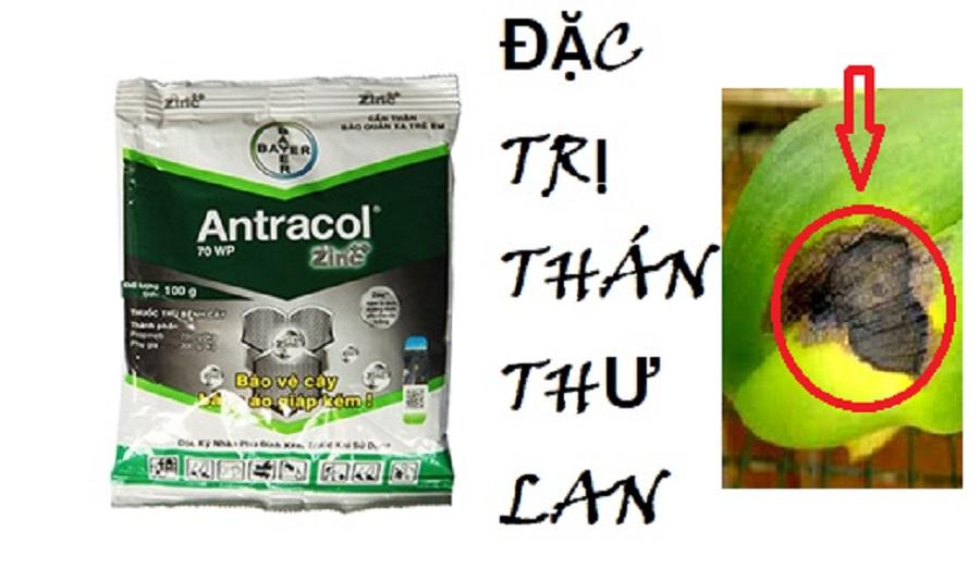 ANTRACOL 70WP – THUỐC TRỊ NẤM BỆNH CHO CÂY TRỒNG