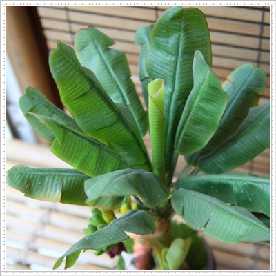 Hạt giống Chuối mini tặng kèm kích mầm