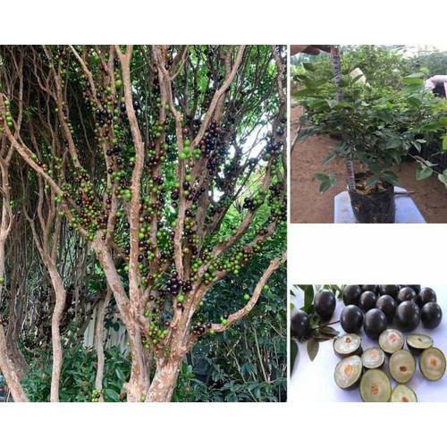 Cây giống nho thân gỗ tứ quý co 40cm đến 50cm