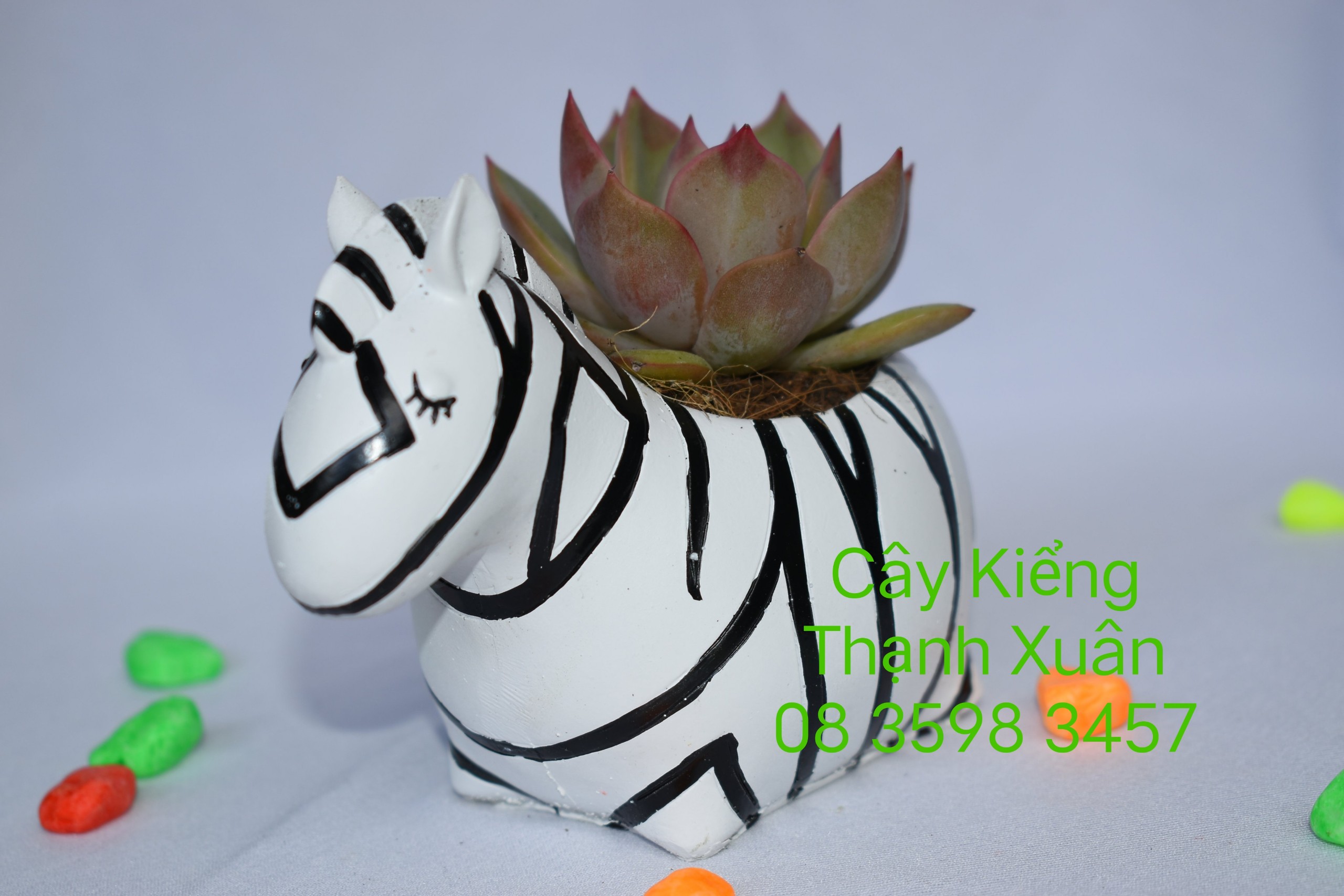 Chậu trồng cây sen đá xương rồng mini hình ngựa vằn, chậu nhựa composite dễ thương nhiều mẫu .