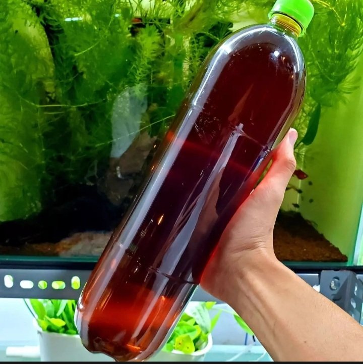 Nước cốt lá bàng khô lá bàng ngâm sẳn lá bàng sạch