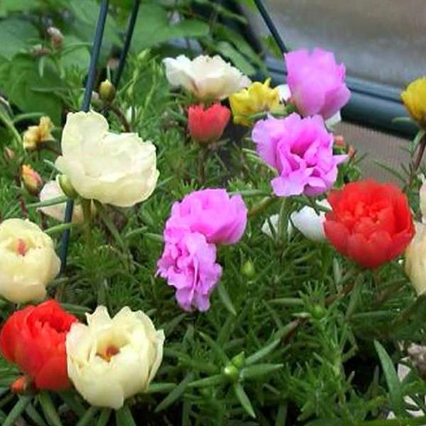 - Hạt giống hoa mười giờ kép mỹ giá rẻ
