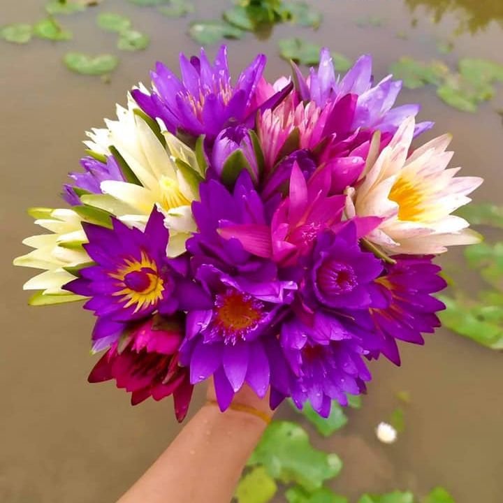 50 Hạt giống hoa súng Thái cánh kép cực đẹp