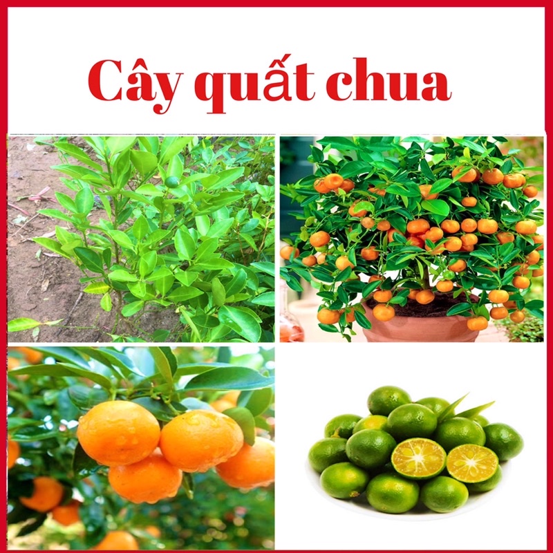 Cây quất chua có sẵn hoa và quả