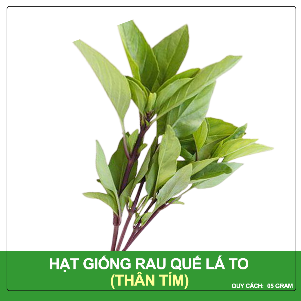 Hạt Giống Rau Quế Lá To Phú Nông Gói 5 Gram