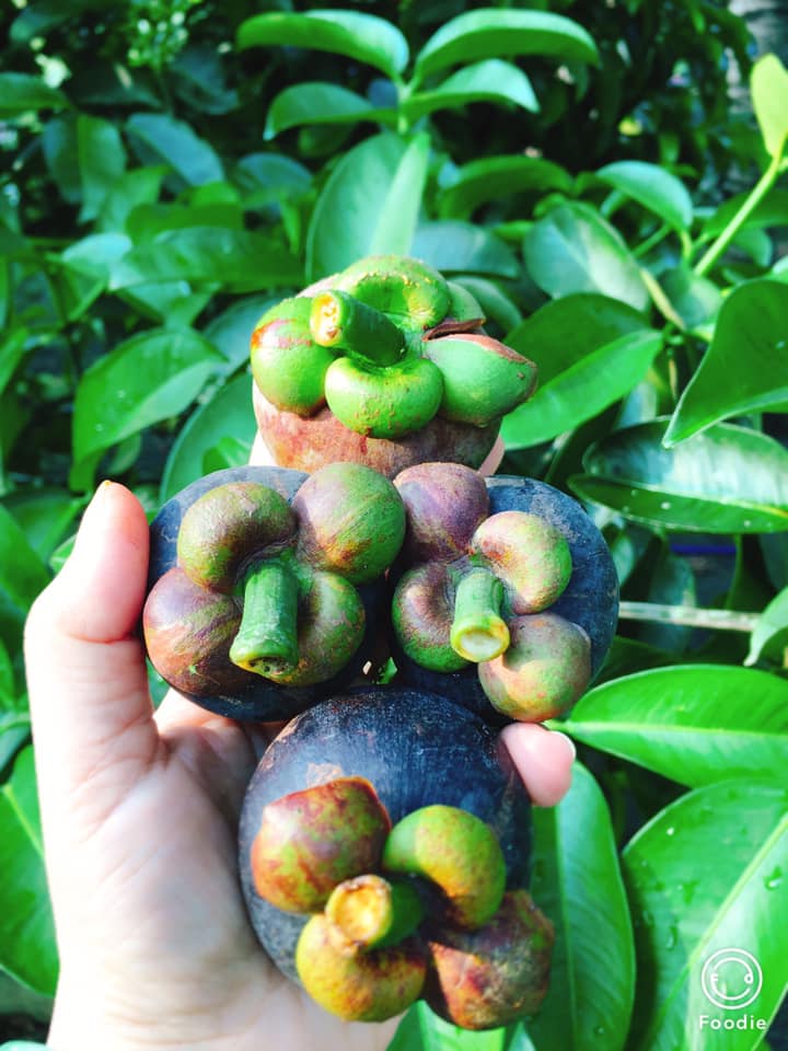 Cây giống măng cụt