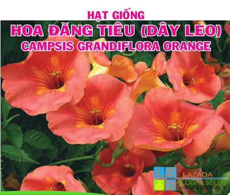 [HCM]Hoa Đăng Tiêu Vàng Cam (Dây Leo) Hà Lan _ gói 05g-1g-5g -10gram .