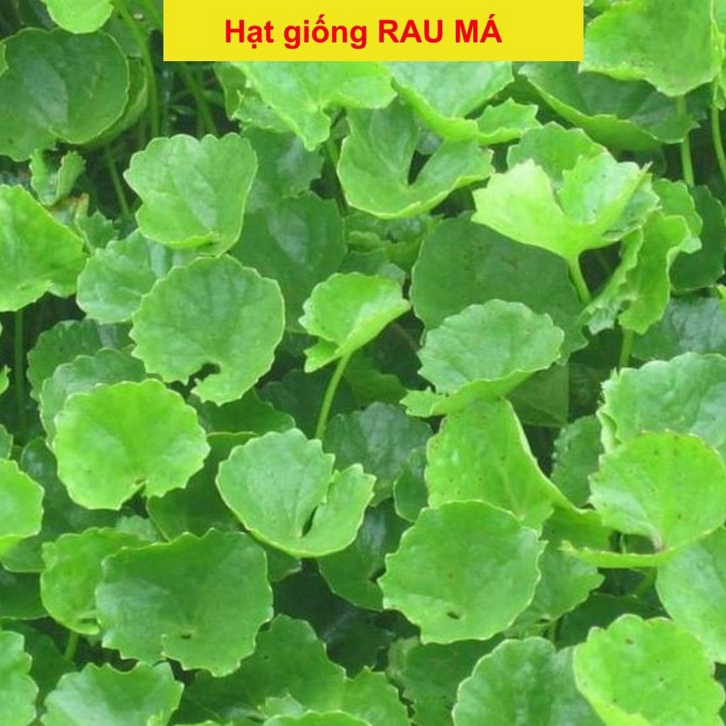 [Rẻ vô địch] [Có sẵn] Hạt giống Rau Má ta lá nhỏ - Cây dược liệu chữa bệnh 0.2g