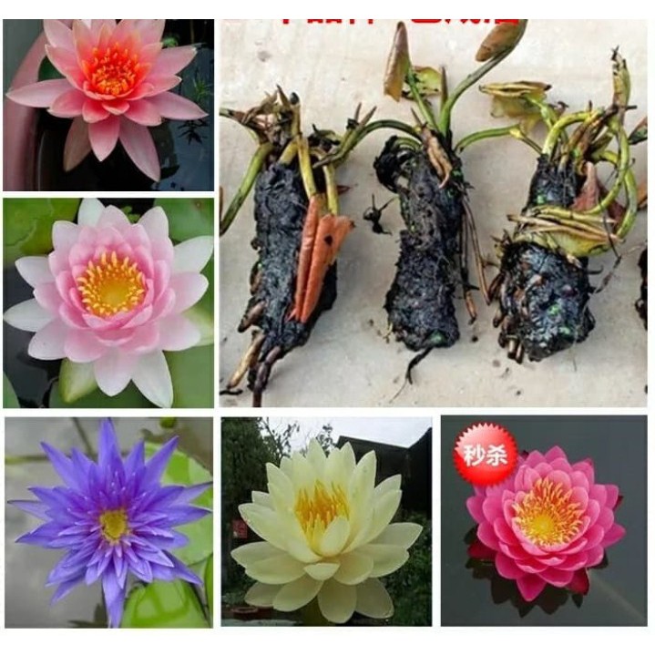 Củ giống Súng Thái mini giao màu ngẫu nhiên ko lựa màu - sungthai