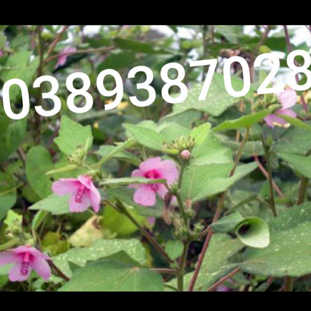 cây ké hoa đào,1kg