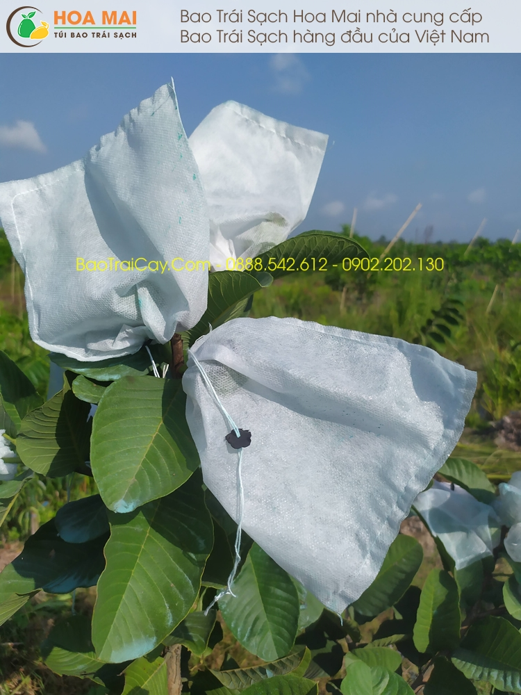 300 túi bao ổi chống côn trùng vải không dệt 16x18