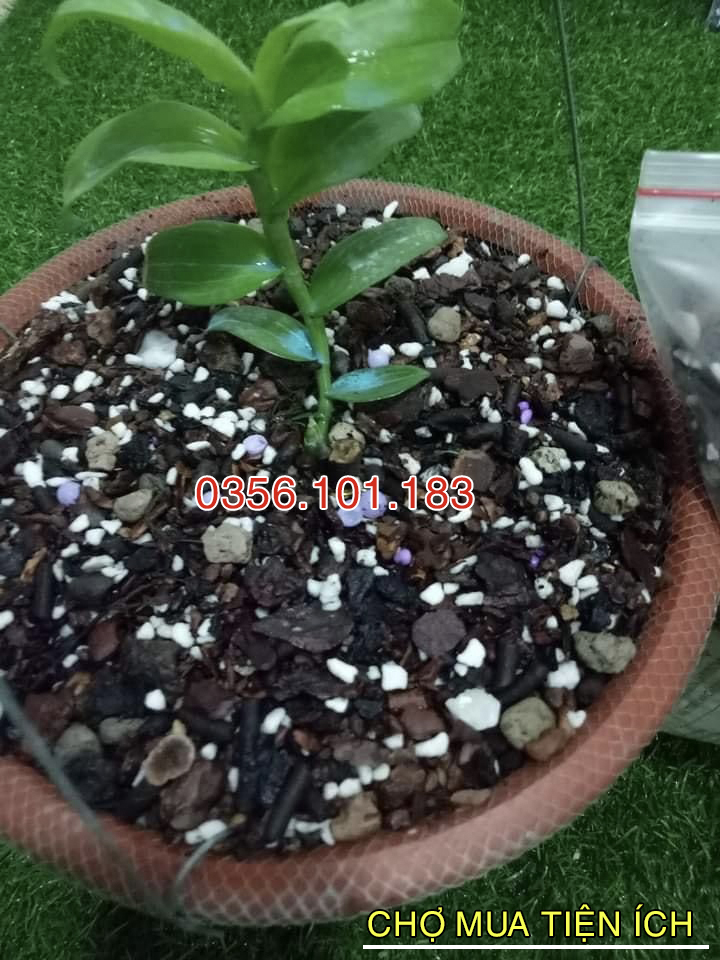 Giá thế trồng lan cao cấp đã xử lý