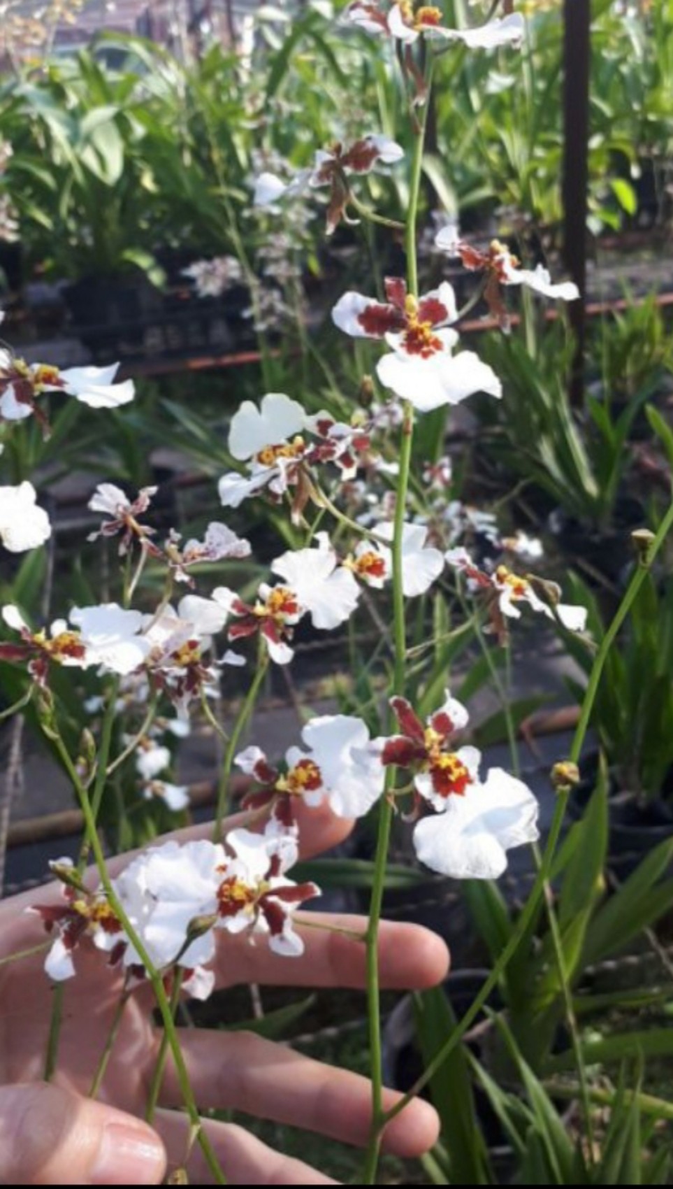 hoa lan: VŨ NỮ TRẮNG chậu trưởng thành sắp hoa