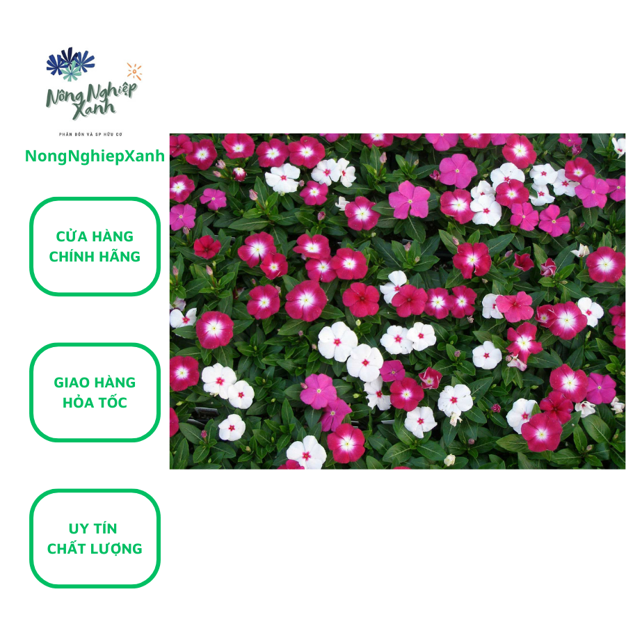 Bộ 2 gói Hạt Giống Bông Dừa Cạn Hoa Dừa Cạn Nhiều Màu hat giong sach thuy canh hat giong hoa dep bong dua can