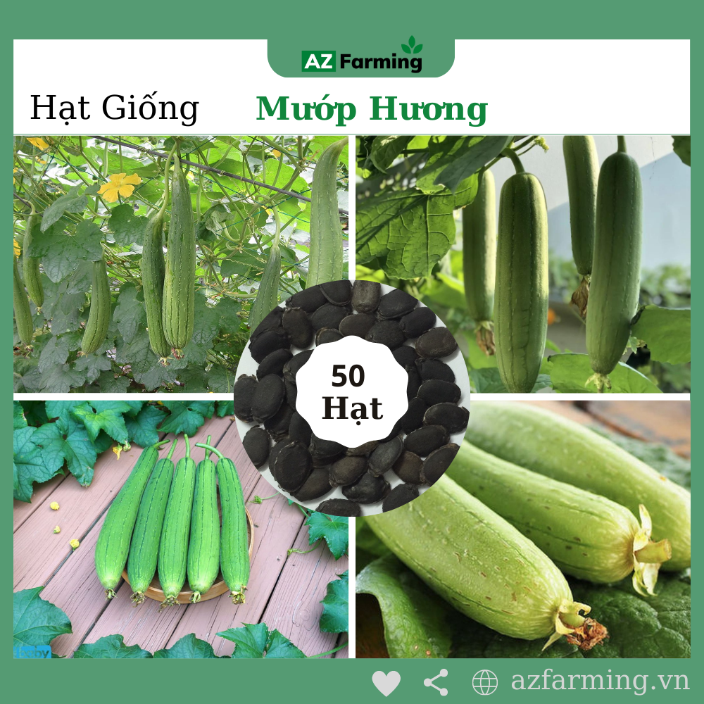 Hạt giống mướp hương - gói 50 hạt - az farming