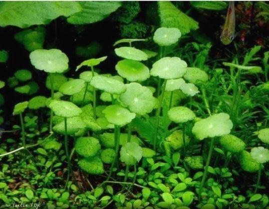 Combo 6 giỏ cây thủy sinh cắt cắm dễ trồng dễ chăm sóc cho bể cá cảnh : 2 giỏ hồng xoăn + 2 giỏ liễu + 1 giỏ sen dù + 1 khóm cây trầu bà thủy sinh