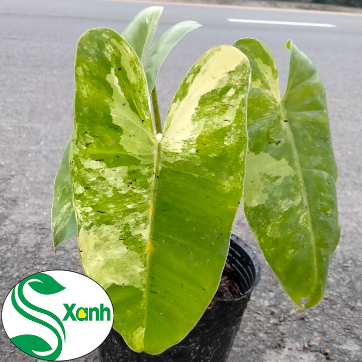 Trầu bà tỷ phú đột biến var