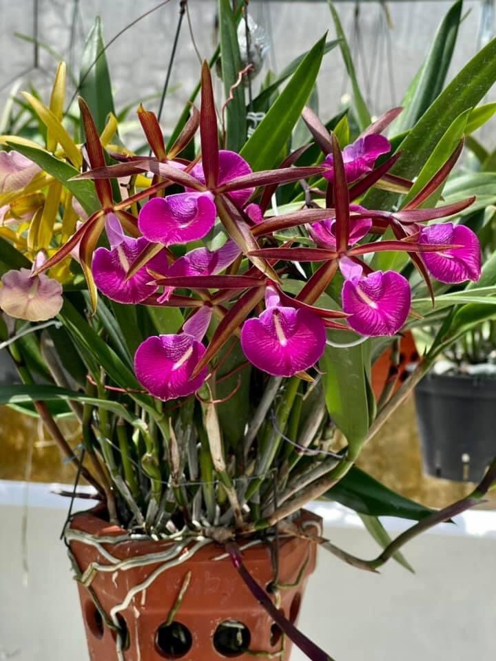 Hoa lan brassvola start red ruby - mai huy - msp 1735 - hoa đỏ đậm đẹp - chậu bùi lùm cánh hoa dày - lâu tàn - dễ hoa dễ chăm sóc