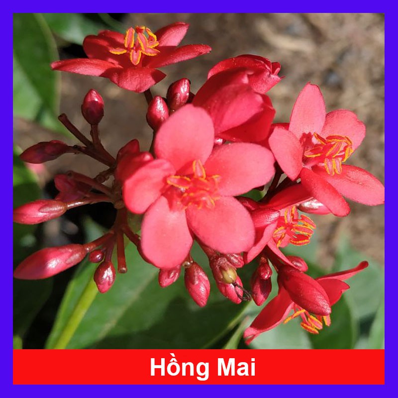 Cây Hồng Mai - cây cảnh mini - cây cảnh để bàn - caykiengsadec