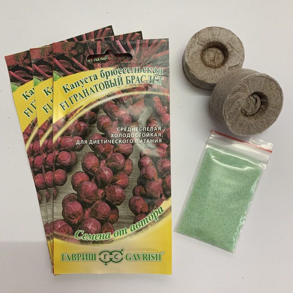 GÓI 50 - 70 HẠT GIỐNG BẮP CẢI MINI TÍM ( Nhập Khẩu Nga )