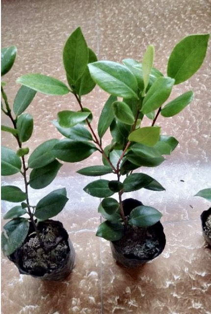 Cây trà my giống ngũ sắc cao 20cm