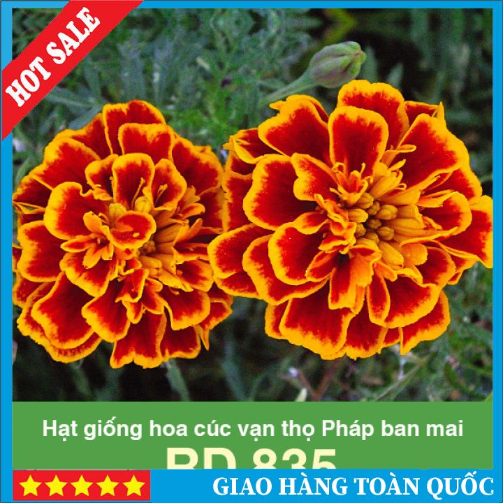 0.1g - hạt giống hoa cúc vạn thọ pháp ban mai rd 835