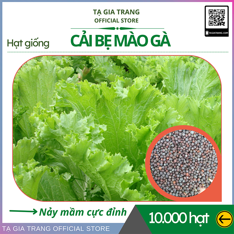 1KG Hạt giống rau cải bẹ mào gà