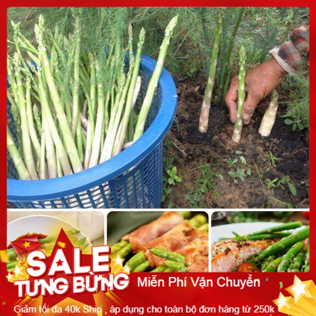 Hạt giống măng tây xanh f1