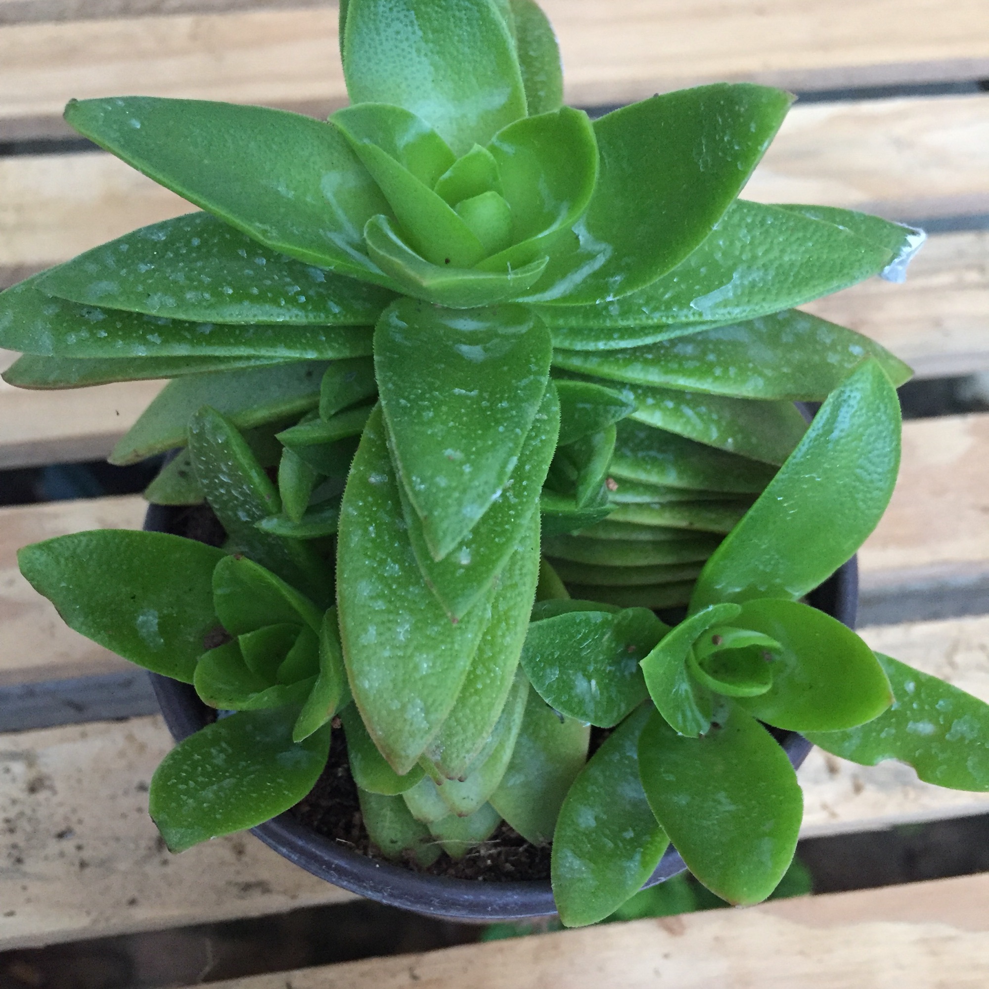 Sen đá tứ phương