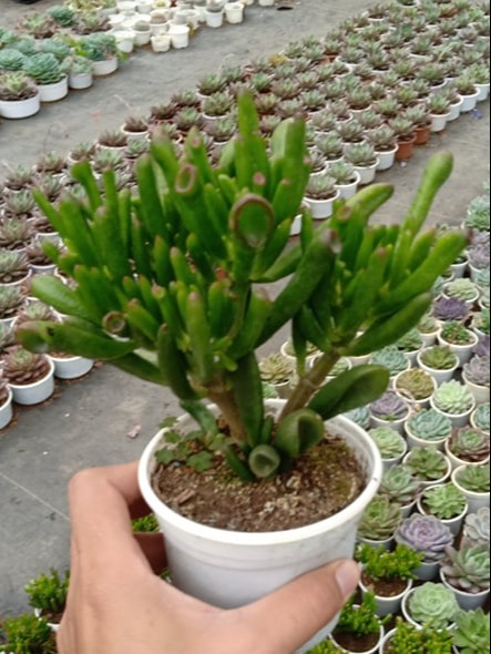 SEN ĐÁ ỐNG ĐIẾU THÂN CỔ THỤ