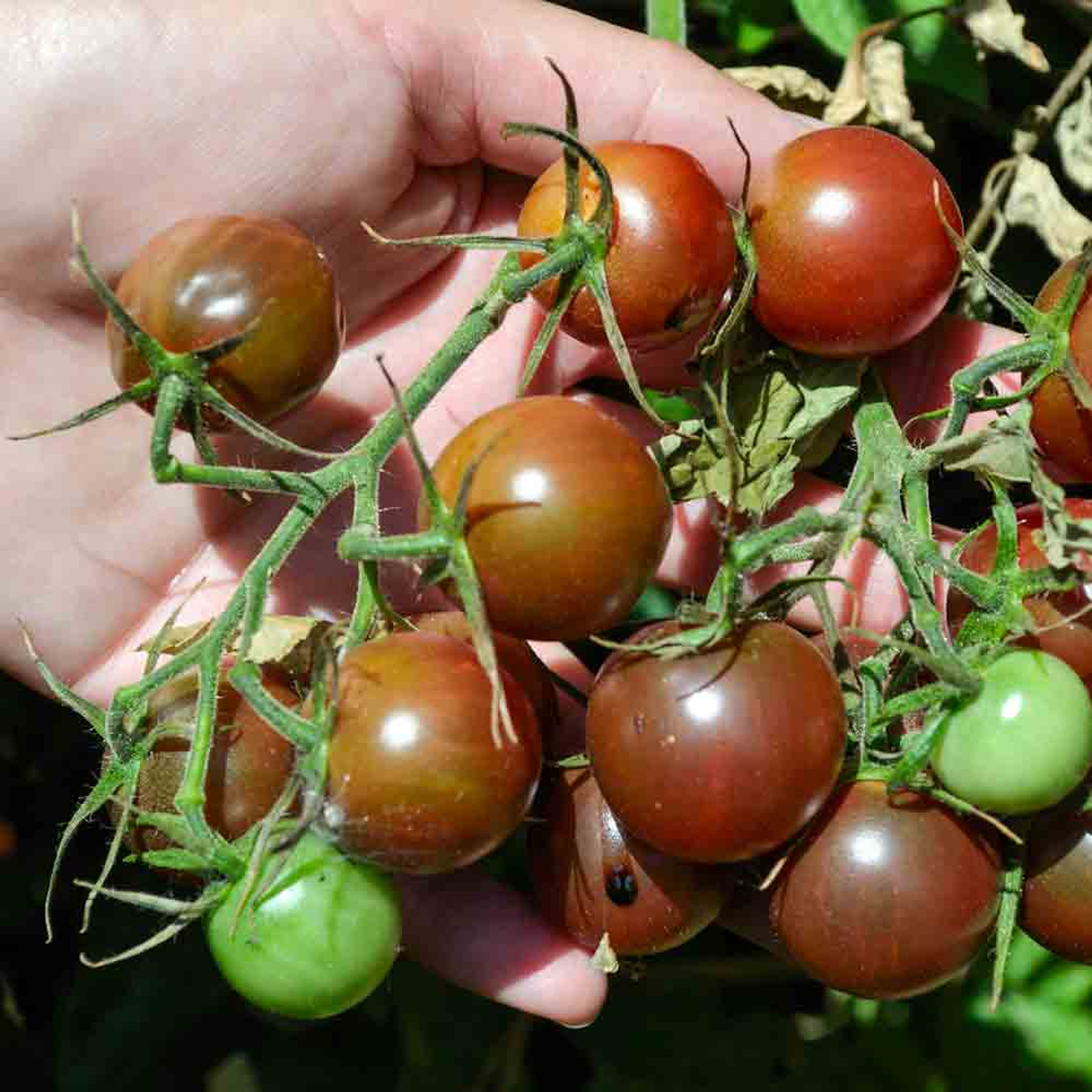Hạt giống cà chua socola - dễ trồng, quả mọng