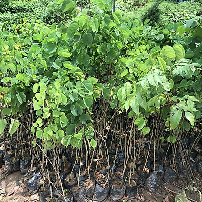 Cây giống hoa ban tím