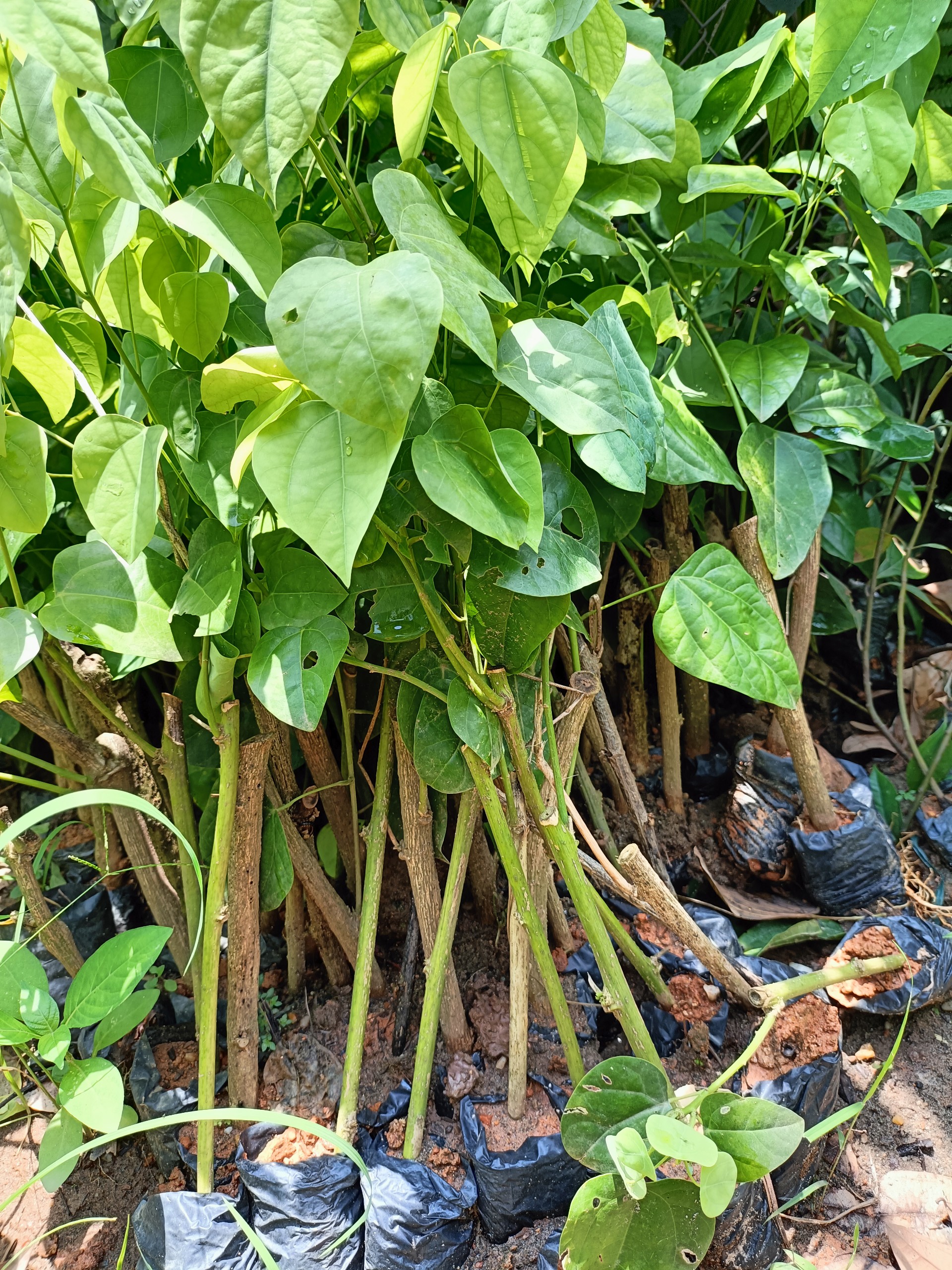 Combo 3 cây giống bò khai