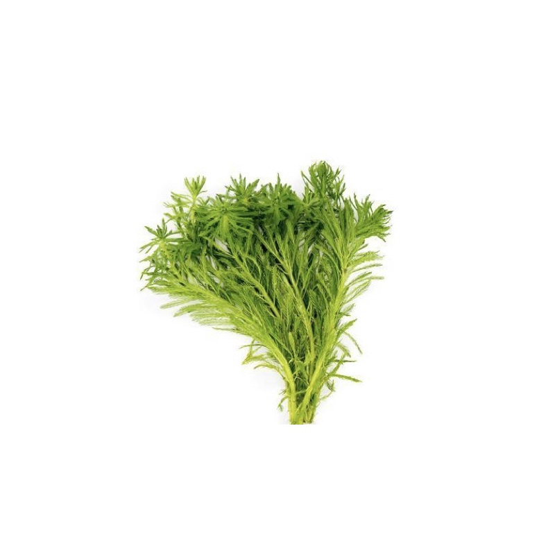 Myriophyllum Simulans - Xương Cá - Cây Thuỷ Sinh Cắt Cắm