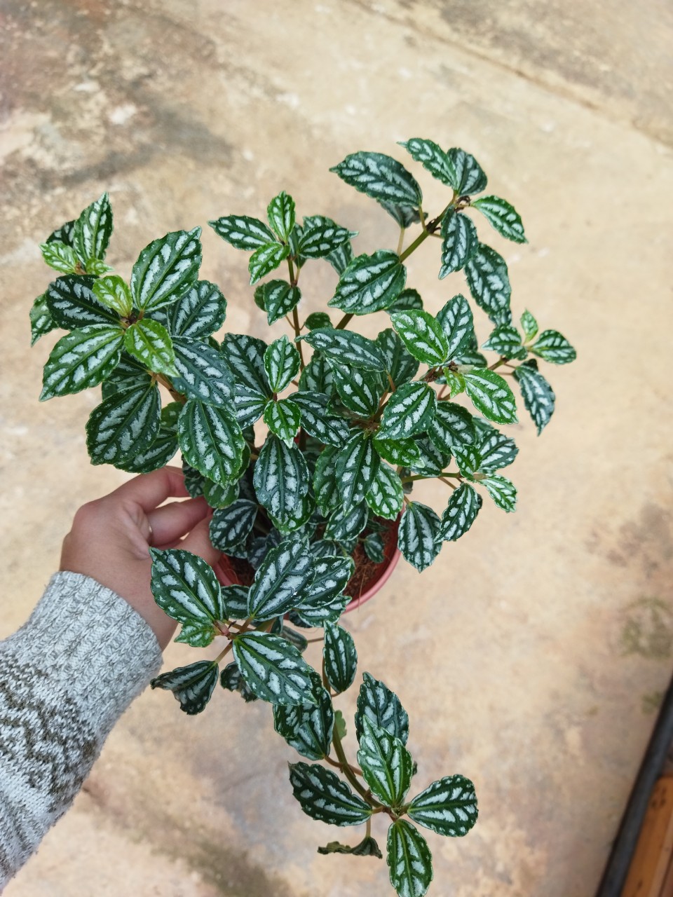 Cây Kim Tuyến - Cây Sọc Dưa - Peperomia