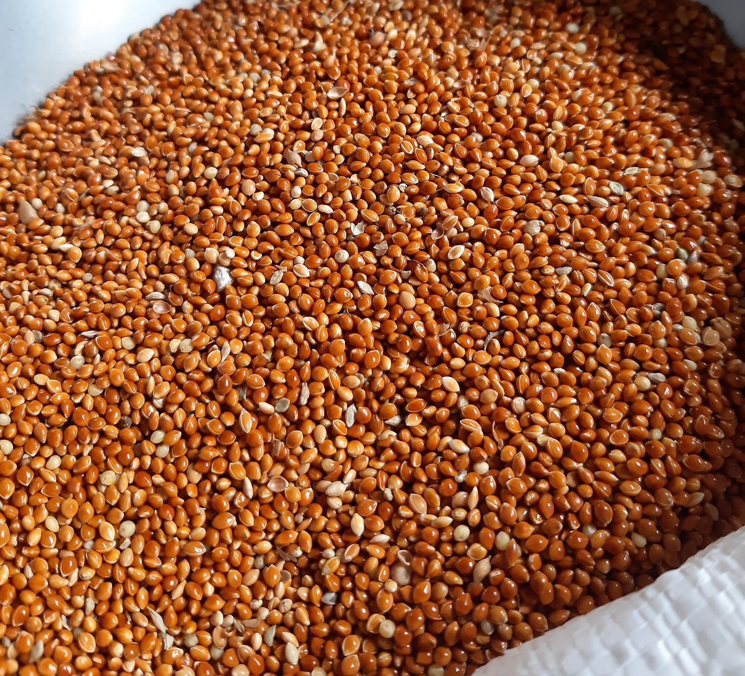 1kg hạt kê bóng đỏ cho chim cảnh vẹt 1kg