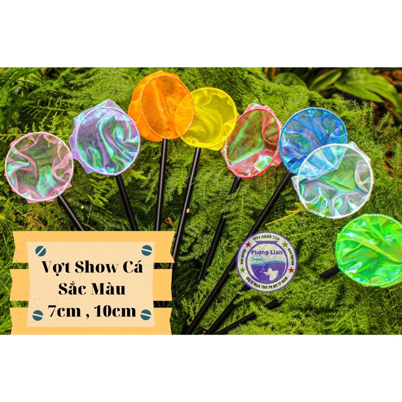 Vợt Cá Ngũ Sắc , Vớt Cá Bột , Show Cá