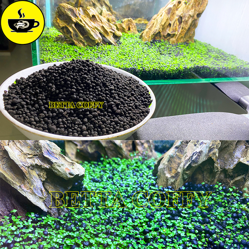 Combo phân nền và hạt giống cây thủy sinh, Hạt giống sen mini đủ màu trang trí bể cá hòn non bộ