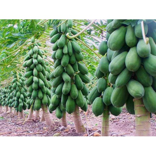 Combo 5 cây đu đủ đài loan