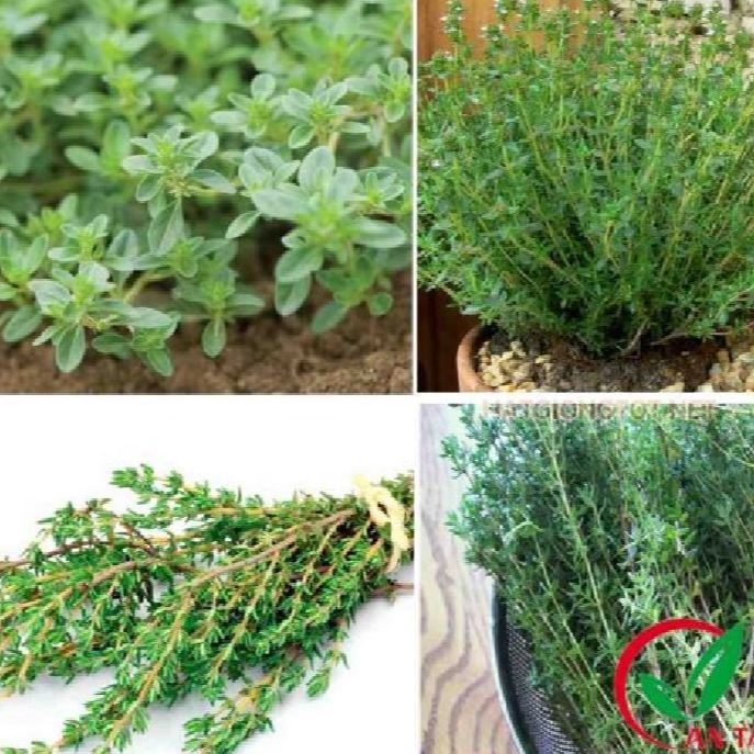 Hạt giống cây xạ hương -gói 100 hạt