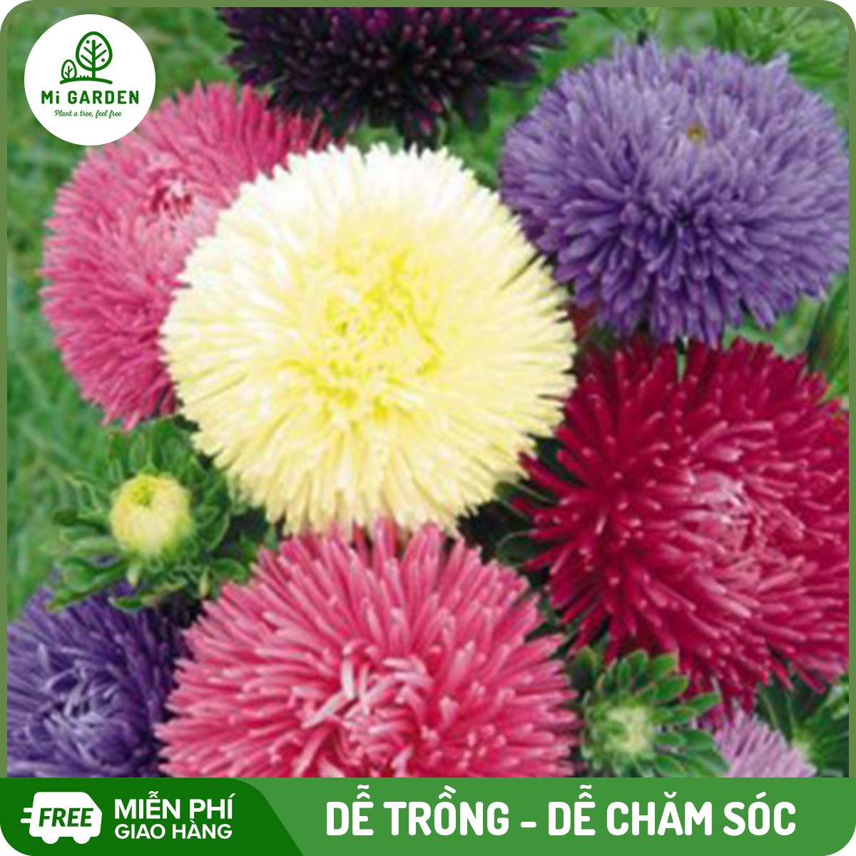 Hạt giống hoa Cúc magic Mi Garden, hạt giống dễ trồng, dễ chăm sóc, hoa đẹp