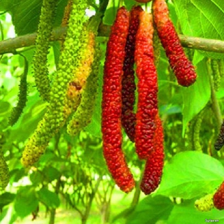 CÂY GIỐNG  DÂU ĂN QUẢ ĐÀI LOAN, CÂY GỬI ĐI NGUYÊN BẦU, CAM KẾT CHẤT LƯỢNG CÂY