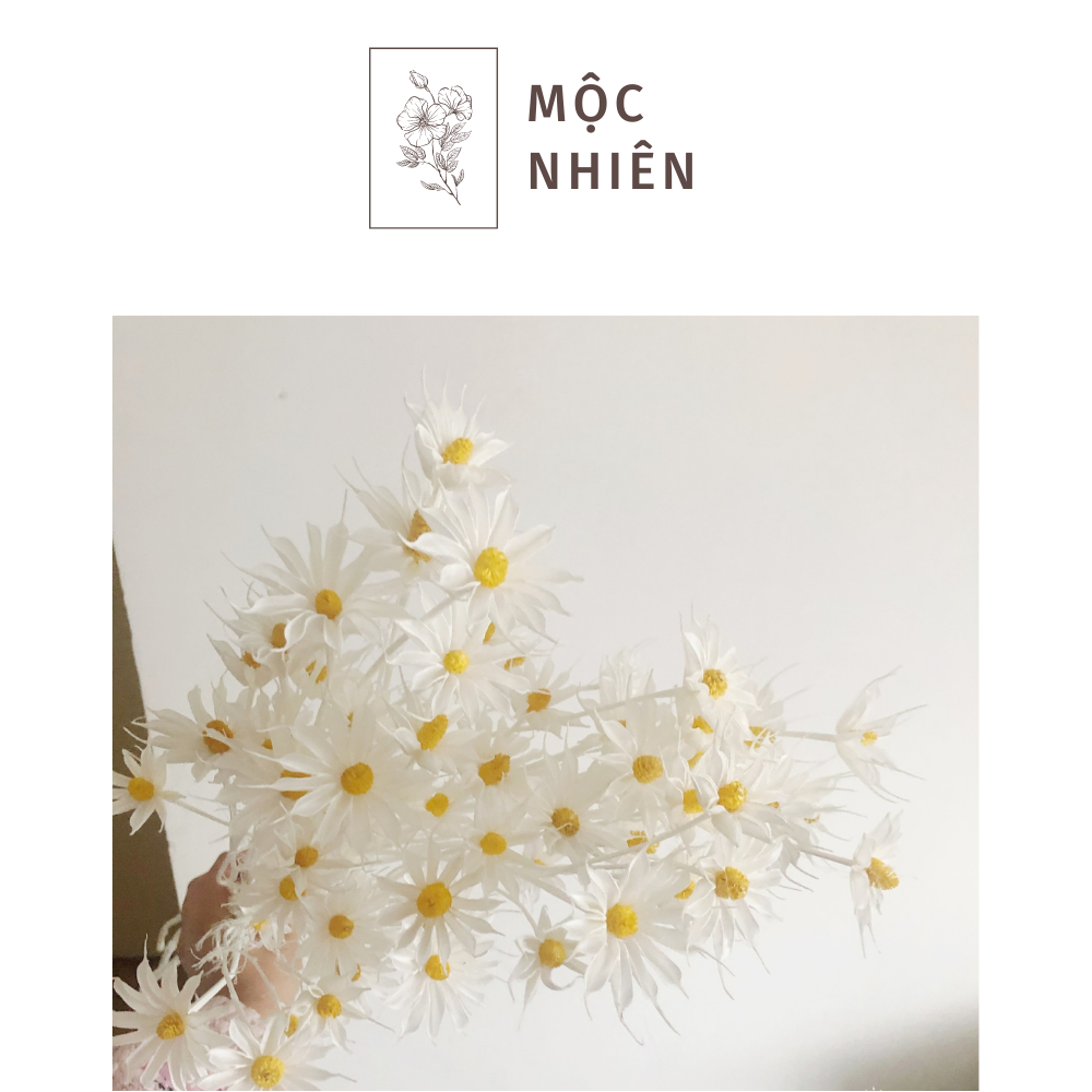 Cúc hama khô - hoa trang trí phòng ngủ - decor cổ điển tối giản - hoa trang trí