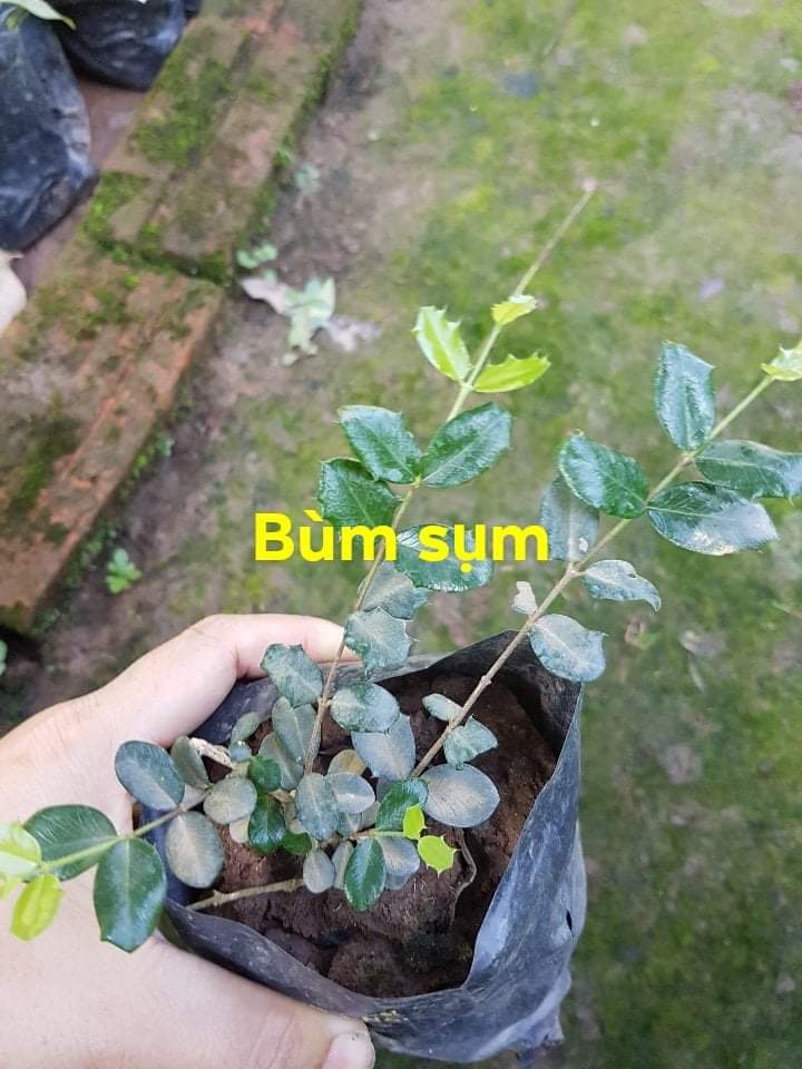 Bùm sụm cây thảo dược - Giao cây trong bầu