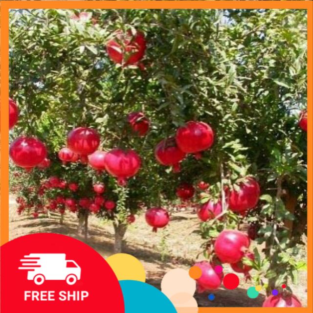 Cây lựu đỏ ấn độ ra quả sau 4 tháng, chất lượng đảm bảo an toàn đến sức khỏe người sử dụng, cam kết hàng đúng mô tả