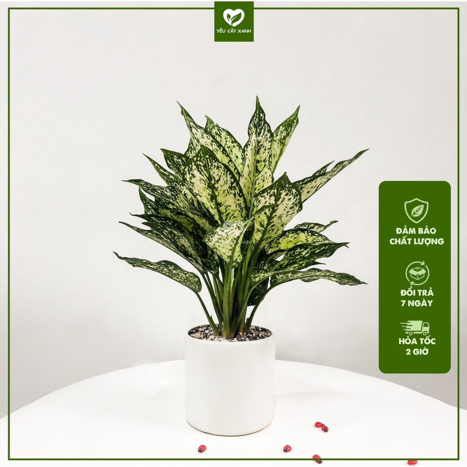 Cây Ngọc Ngân mini để bàn chậu sứ dễ chăm hợp phong thủy