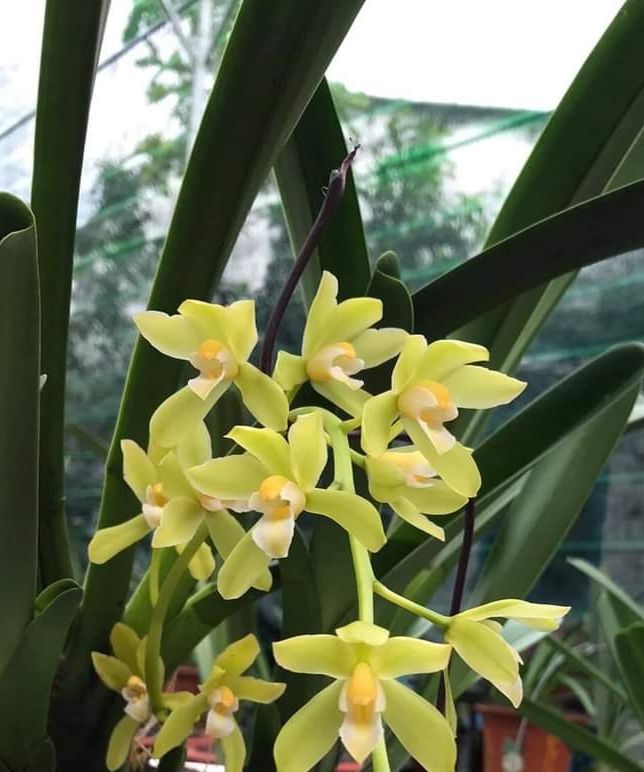 Lan kiếm vàng tây ninh hàng cây giống 7 tháng tuổi thuần tại vườn