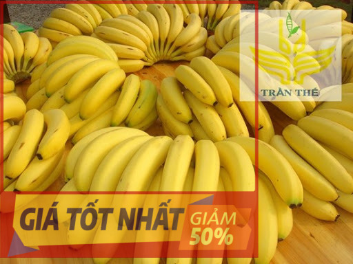 (HÀNG MỚI) Cây Chuối Tiêu Hồng, cây chuối cấy mô F1, quả thơm ngon, hiệu quả kinh tế cao